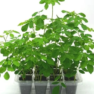 Moringa Tree Grow Kit