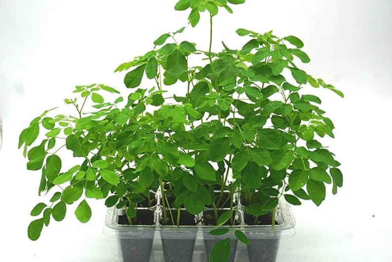 Moringa Tree Grow Kit