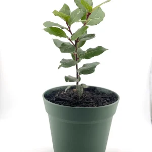 Bay Laurel Tree with Dried Bay Leaves