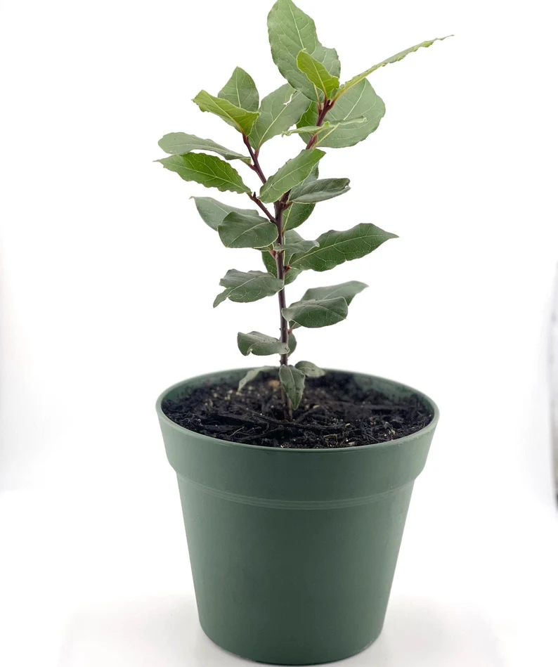 Bay Laurel Tree with Dried Bay Leaves