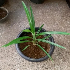 Organic Pandan Live Plants and Pandan Plant