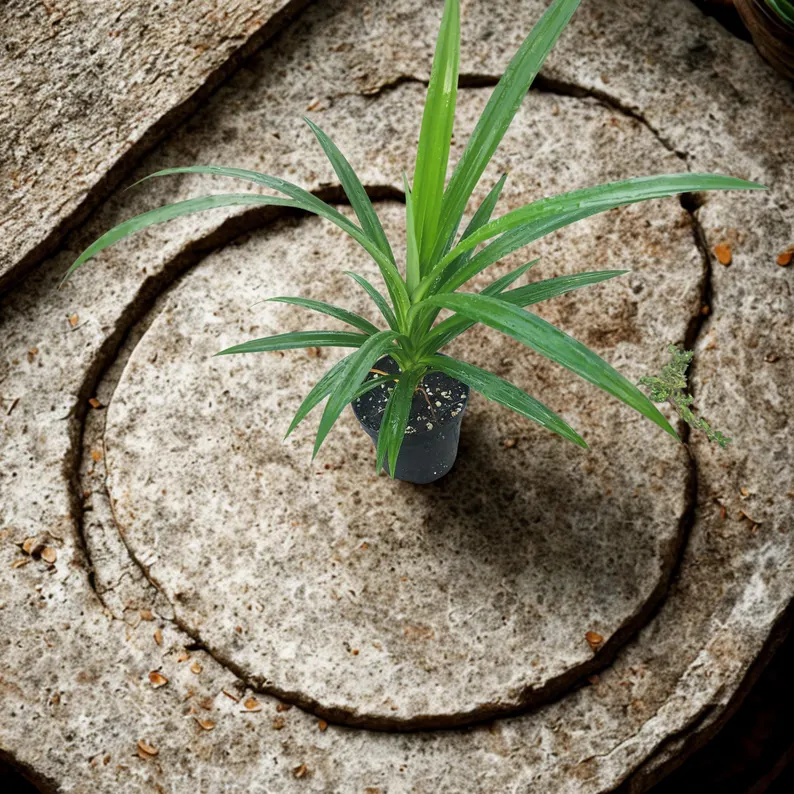 Pandanus Amaryllifolius
